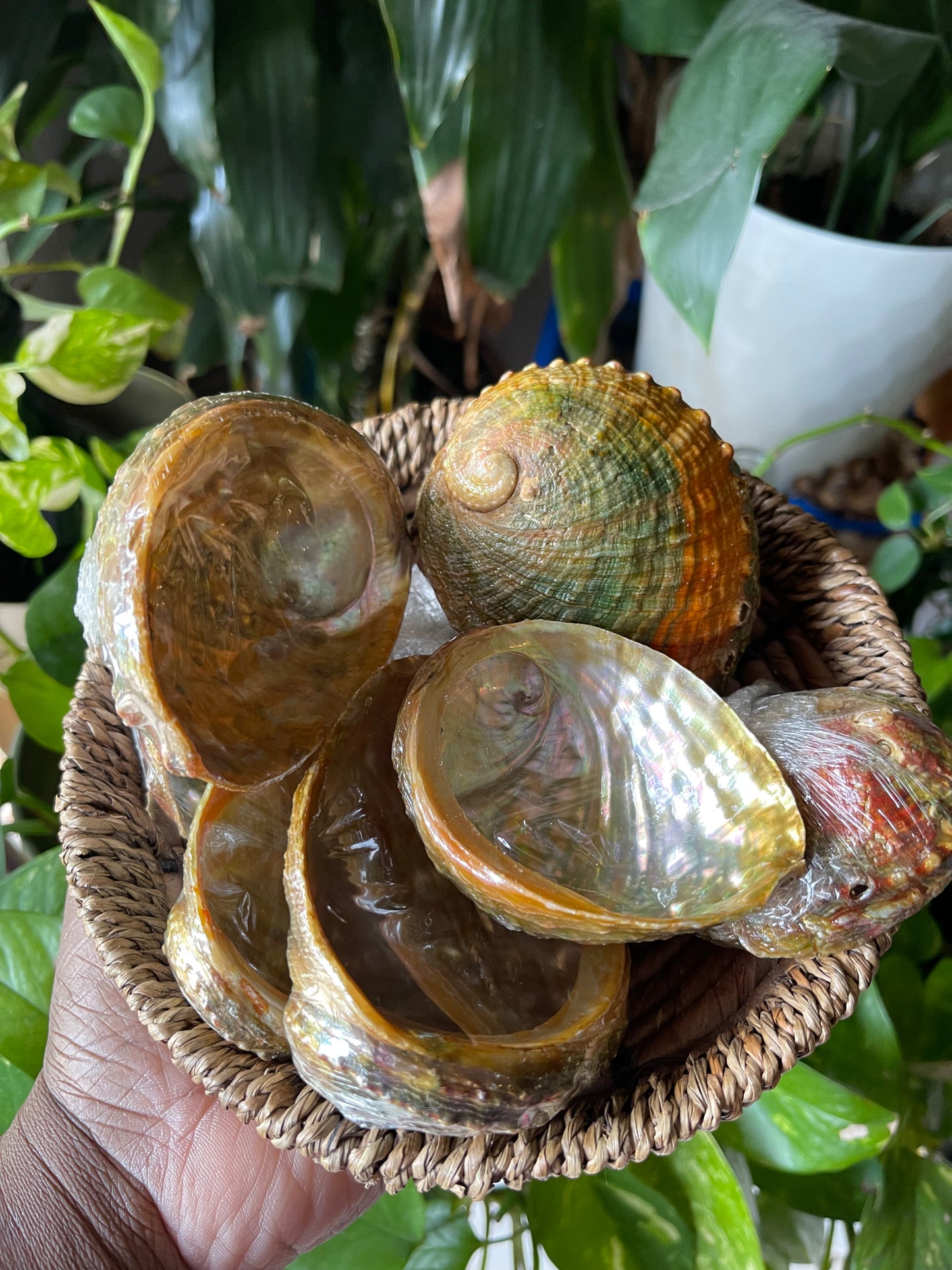 Abalone Shells