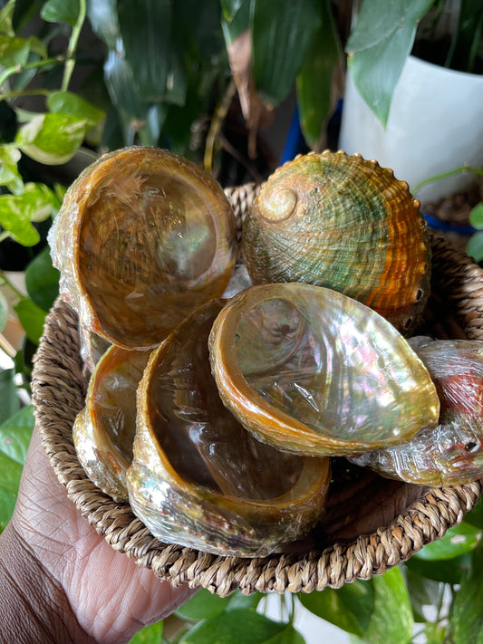 Abalone Shells